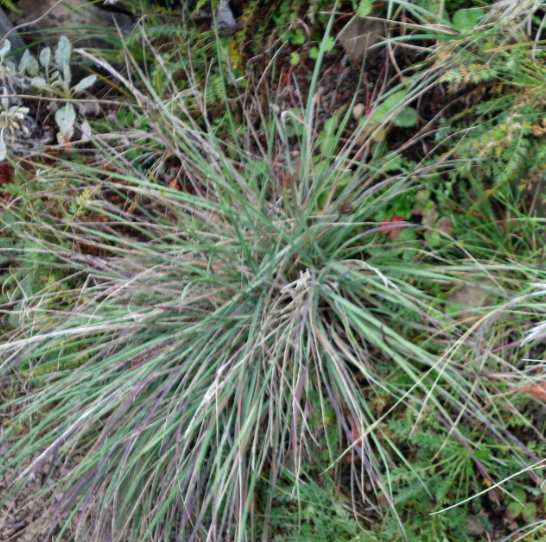 Calamagrostis foliosa