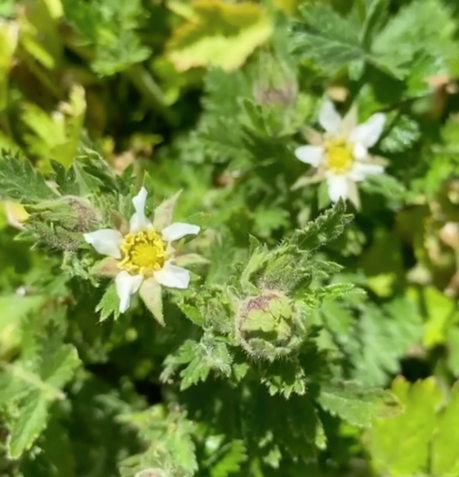 Horkelia californica