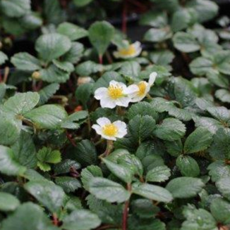 Fragaria chiloensis 'Aulon'