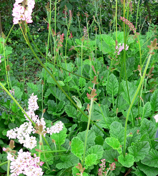 Francoa ramosa