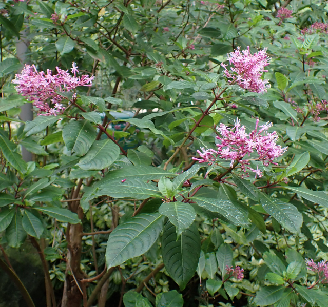 Fuchsia arborescens