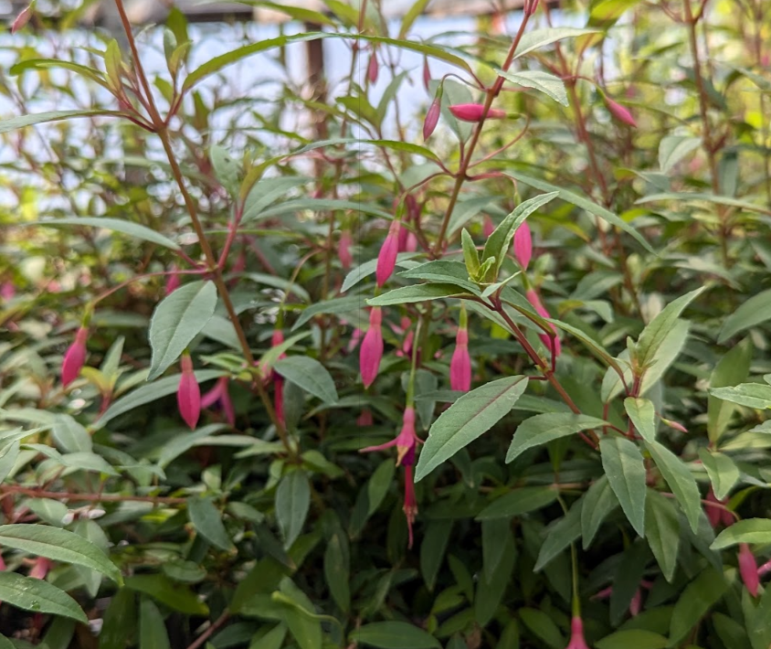 Fuchsia 'Del Campo Glazion'