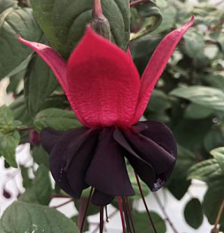 Fuchsia 'Giant Blacky'