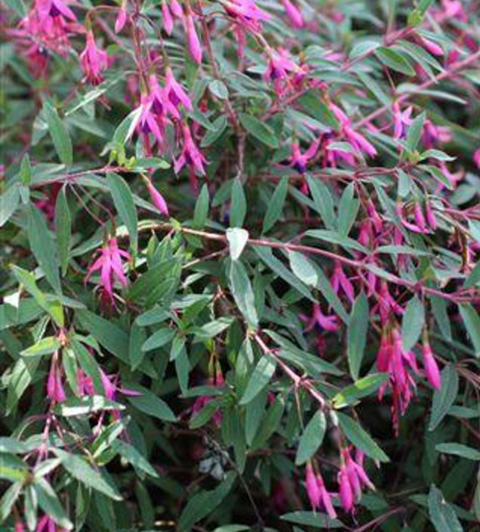 Fuchsia glazioviana