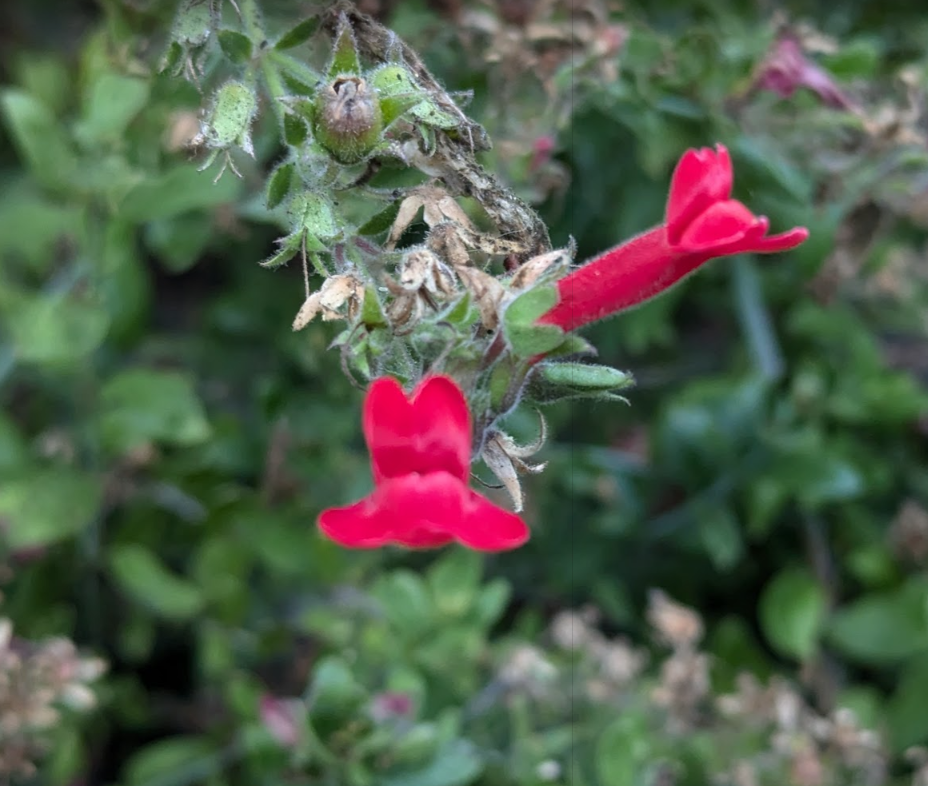 Gambelia (Galvezia) speciosa 'Boca Rosa'