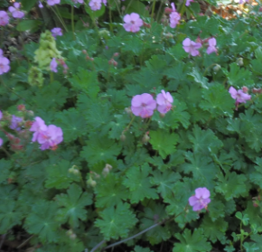 Geranium x cantabrigiense 'Karmina'