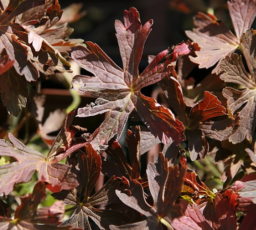 Geranium maculatum 'Espresso'