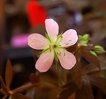 Geranium maculatum 'Espresso'