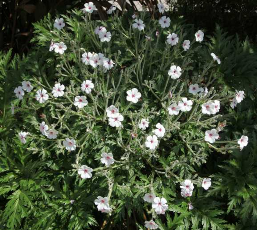 Geranium maderense 'Alba'