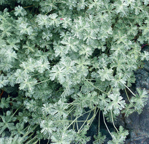 Geranium harveyi