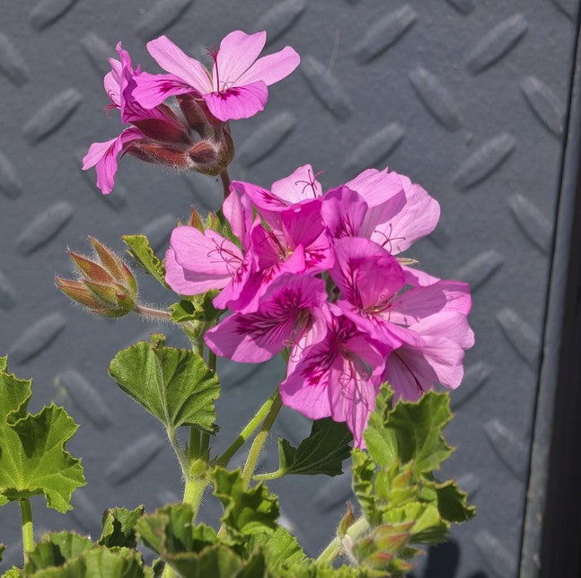 Pelargonium torento 'Ginger'