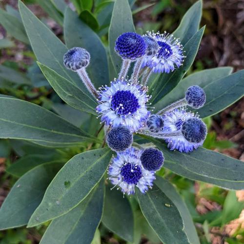 Globularia 'Blue Eyes'