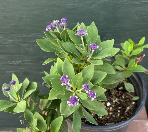 Globularia salicina 'Blue Eyes'
