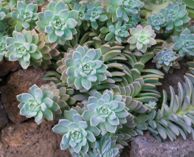 grapto succulent Graptopetalum paraguayense