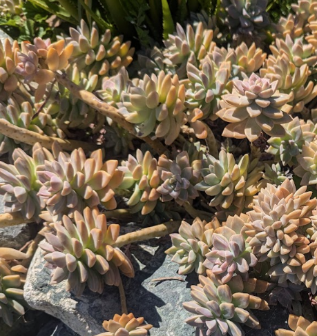 Graptopetalum paraguayense 'Pinky'