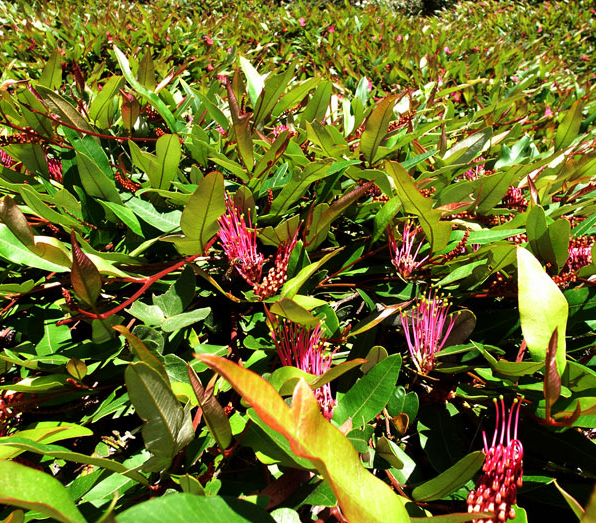 Grevillea 'Poorinda Royal Mantle' – Heron's Head Nursery