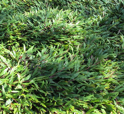 Grevillea 'Poorinda Royal Mantle'