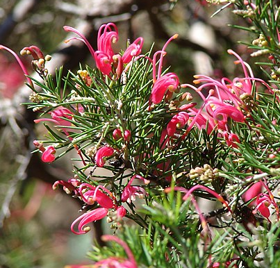 Grevillea rosmarinifolia 'Pink Form' – Heron's Head Nursery