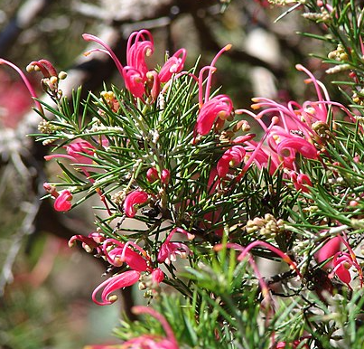 Grevillea rosmarinifolia 'Pink Form'