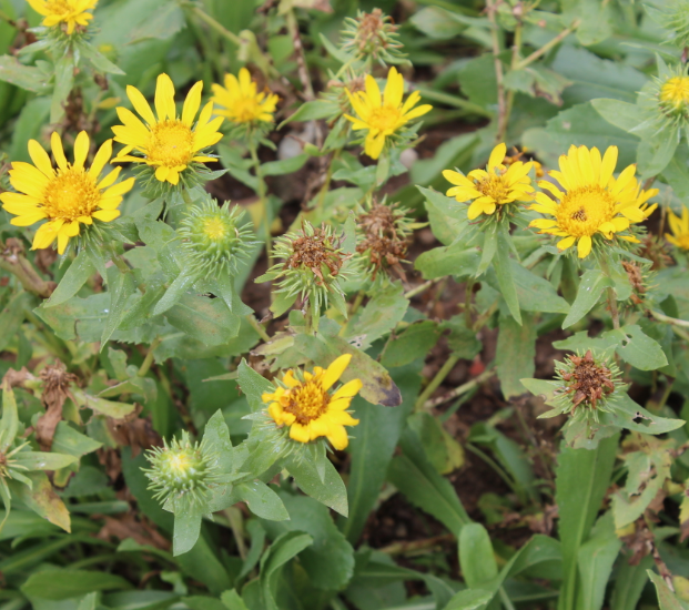 Grindelia hirsutula