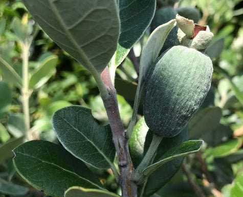 Guava 'Coolidge Pineapple'