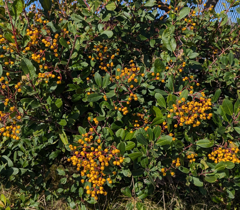 Heteromeles arbutifolia 'Davis Gold'