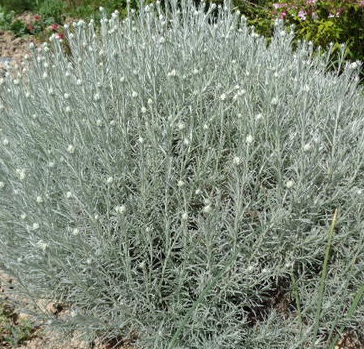 Helichrysum italicum 'Dwarf'