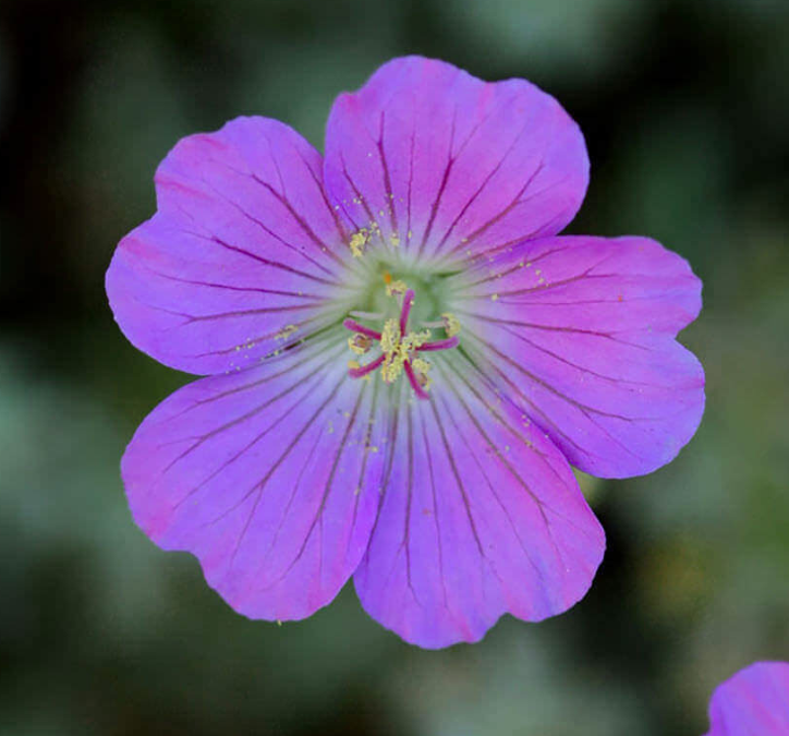 Geranium harveyi