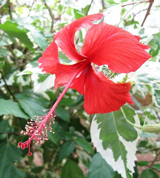 Hibiscus cooperi