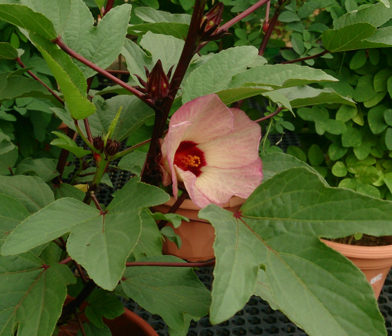 Hibiscus sabdariffa