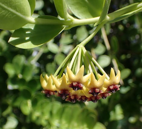 Hoya cumingiana