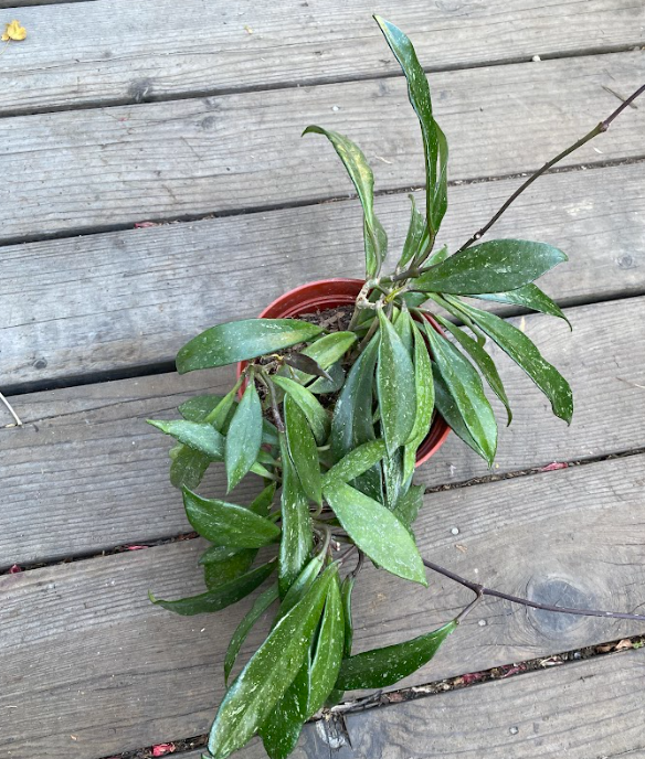 Hoya pubicalyx 'Red Splash'