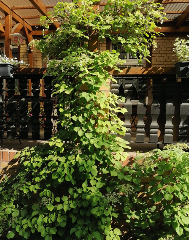 Hydrangea anomala ssp. petiolaris