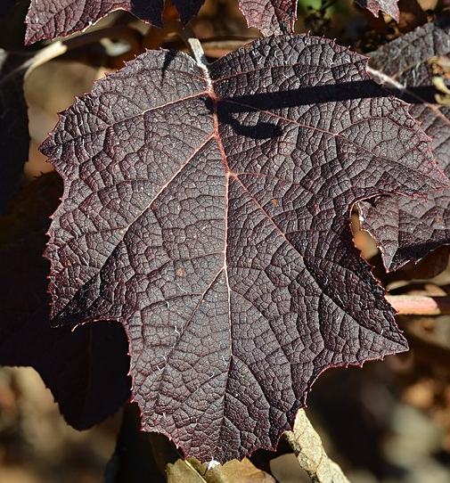 Hydrangea quercifolia 'Pee Wee'