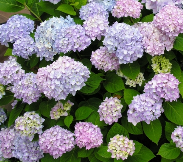 Hydrangea macrophylla 'All Summer Beauty'