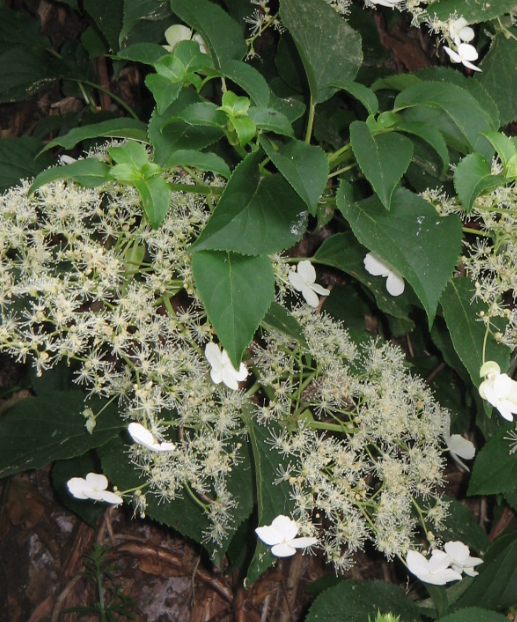 Hydrangea anomala ssp. petiolaris