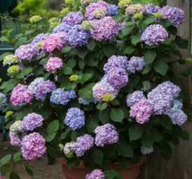 Hydrangea macrophylla Endless Summer 'BloomStruck'®