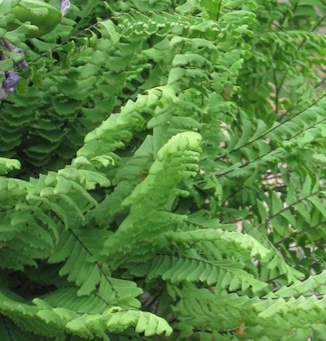 Adiantum pedatum 'Imbricatum'