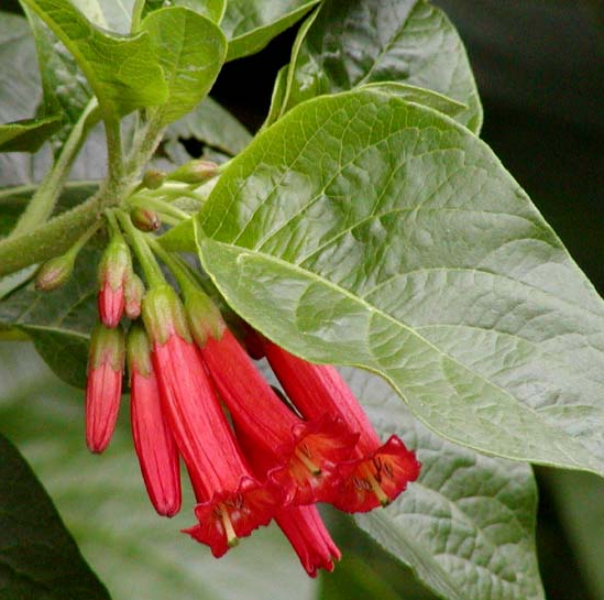 Iochroma fuchsioides (coccinea)