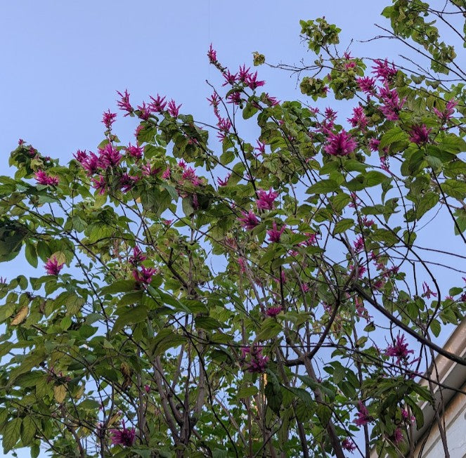 Salvia iodantha (michoacana)