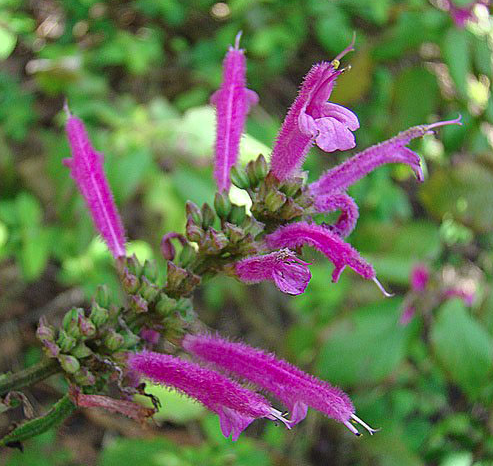 Salvia iodantha (michoacana)