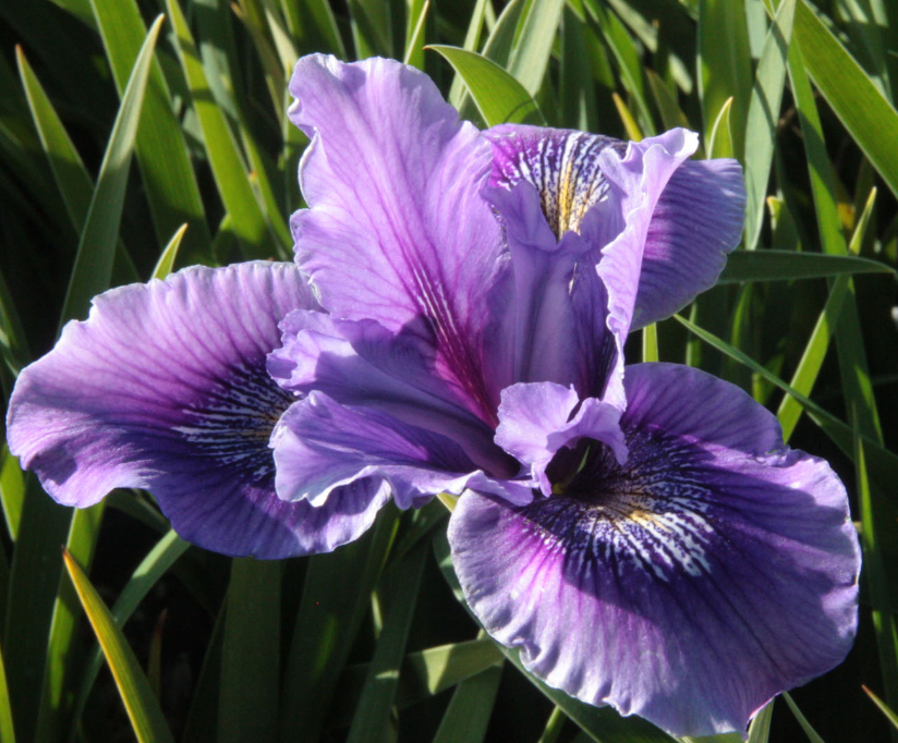 Iris douglasiana 'Alta California'
