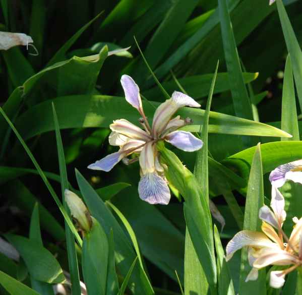 Iris foetidissima