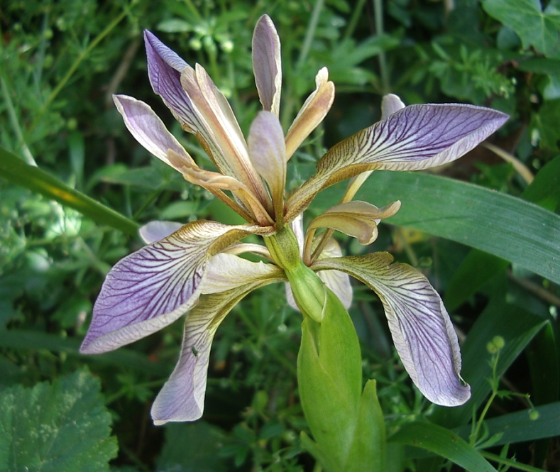 Iris foetidissima