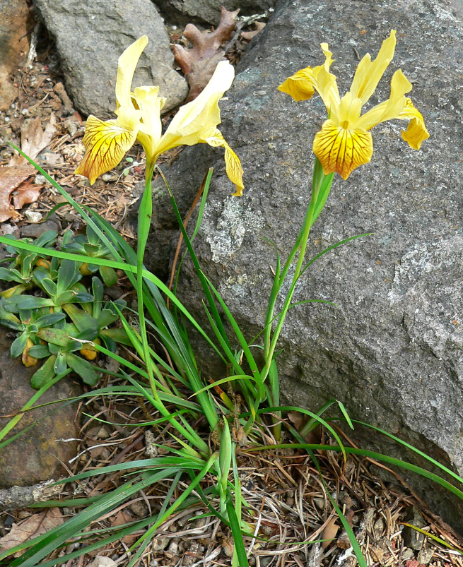 Iris innominata