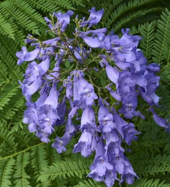 Jacaranda mimosifolia 'Bonsai Blue'