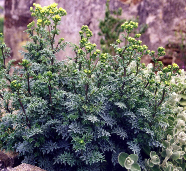Ruta graveolens 'Jackman's Blue'