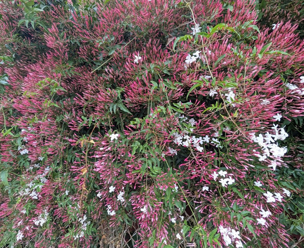 Jasminum polyanthum