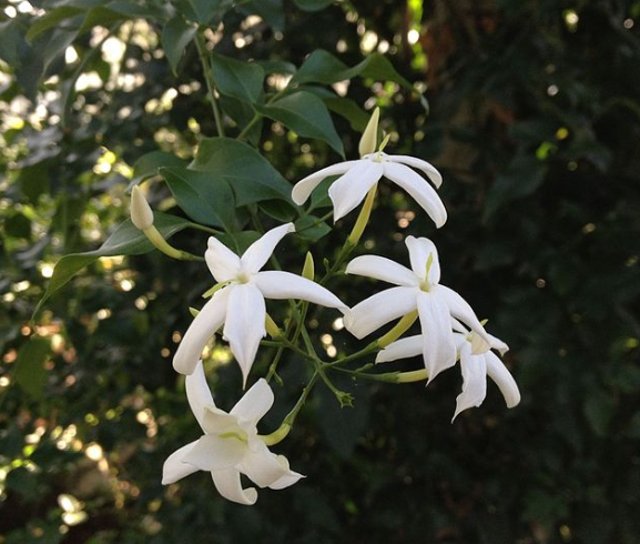 Jasminum tortuosum – Heron's Head Nursery