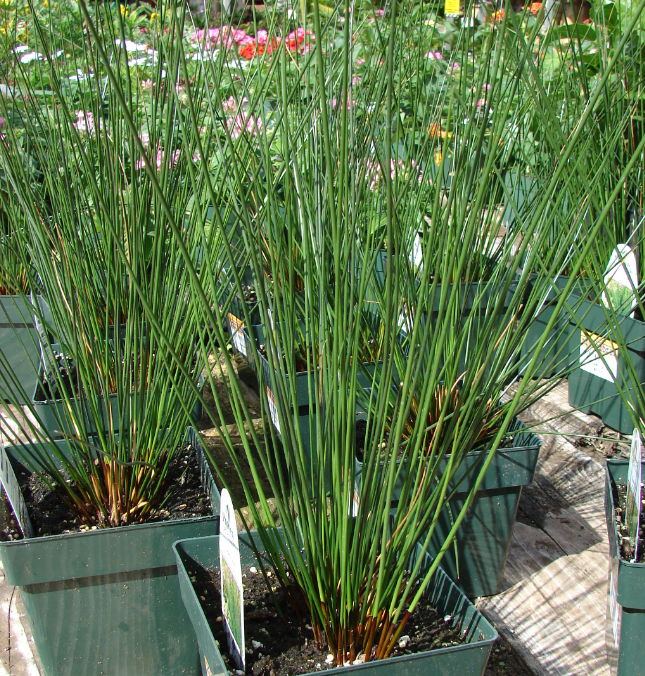 Juncus effusus 'Quartz Creek'